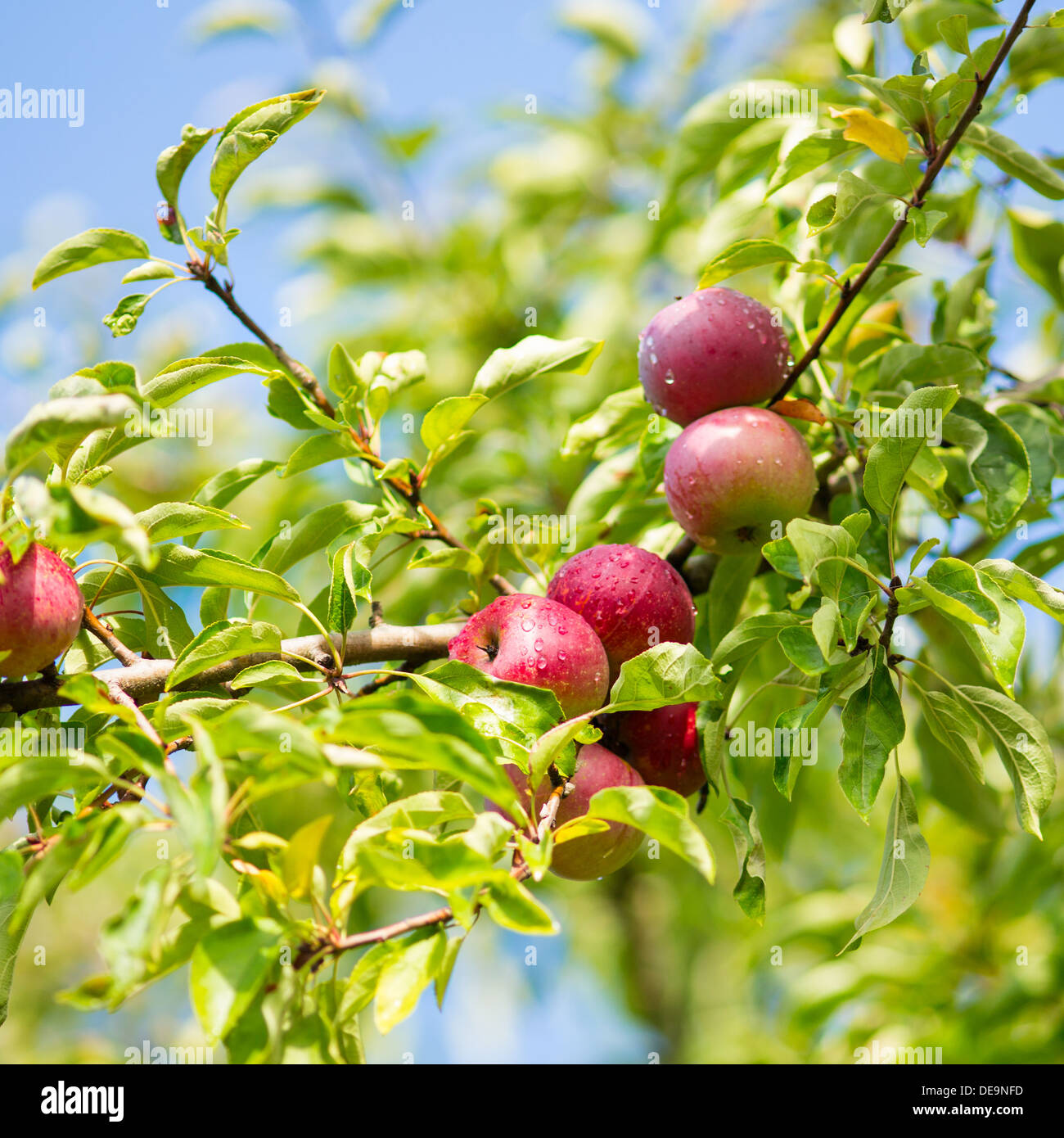 Apple tree brunch Stock Photo