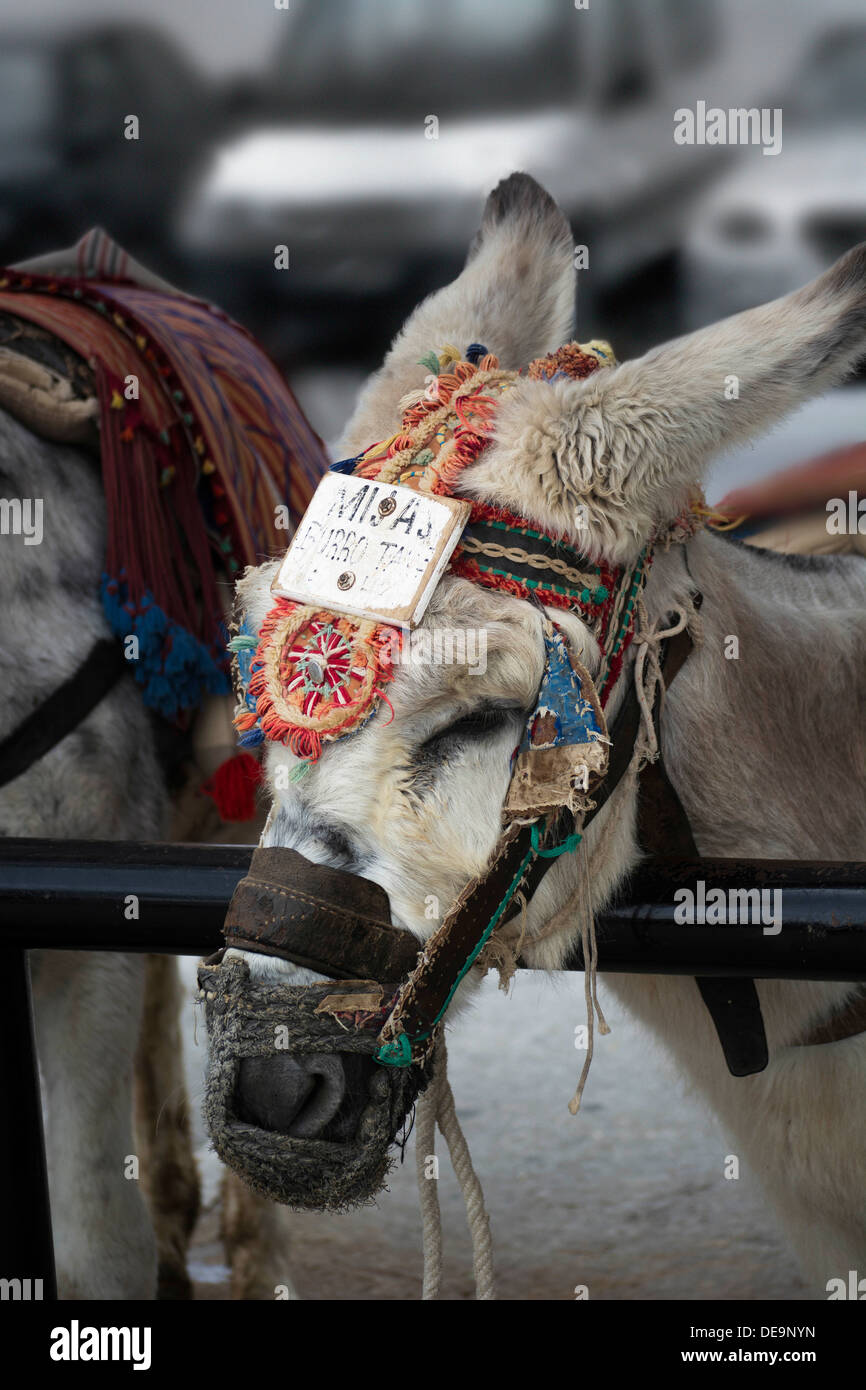 Donkey taxi in Mijas, Spain, resting betwen fares Stock Photo