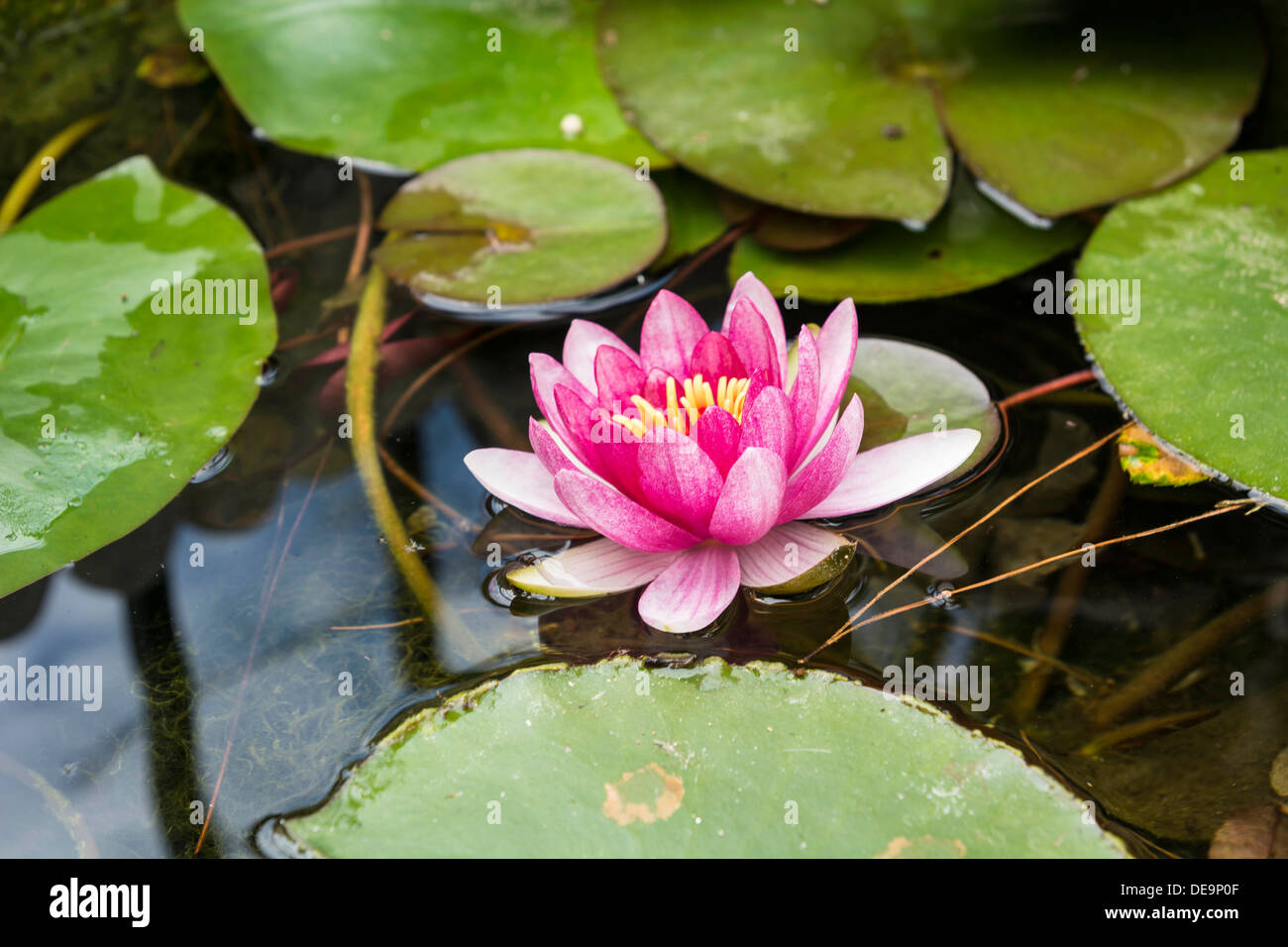 Pink lily in a pond with its green pads Stock Photo