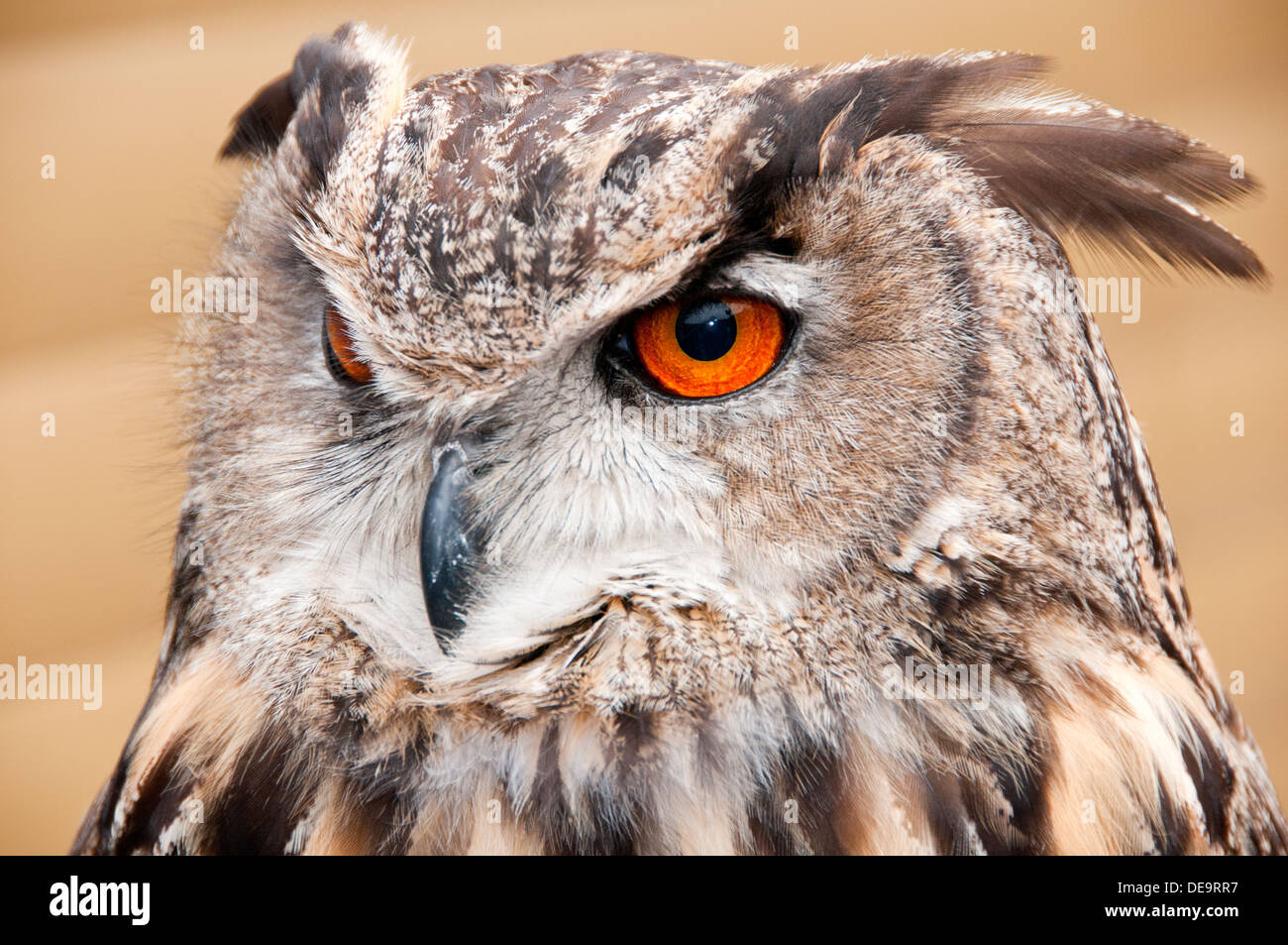 Eurasian Eagle Owl (Bubo Bubo) Bird of Prey Close Up Stock Photo