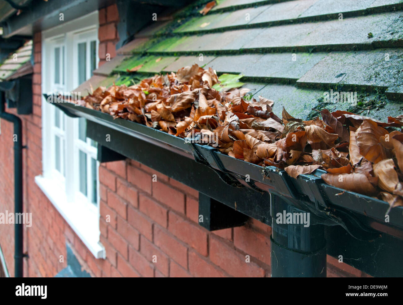 Gutters Full of Autumn Leaves, Cheshire, England, UK Stock Photo