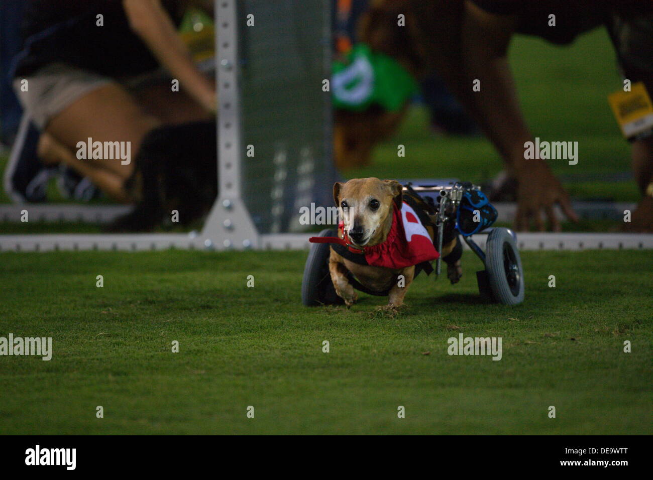 Kennesaw, Georgia.  USA.   September 13, 2013.   Skippy the wheelchair Dachsund races at halftime of the Ole Miss' 2-1 win over Kennesaw State at Fifth Third Bank Stadium.  Women's NCAA Division I Soccer. Stock Photo