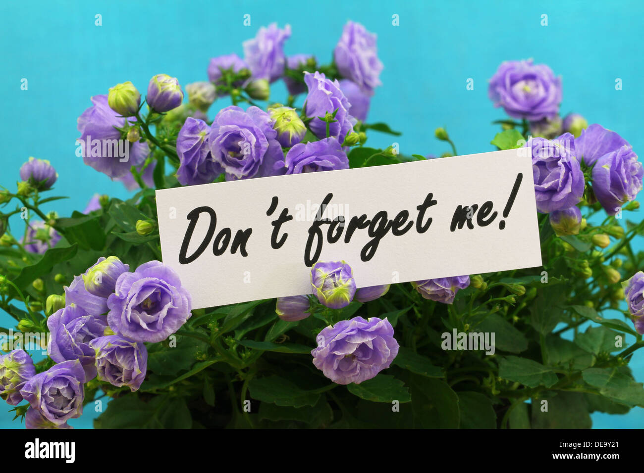 Don't forget me card with purple campanula flowers Stock Photo