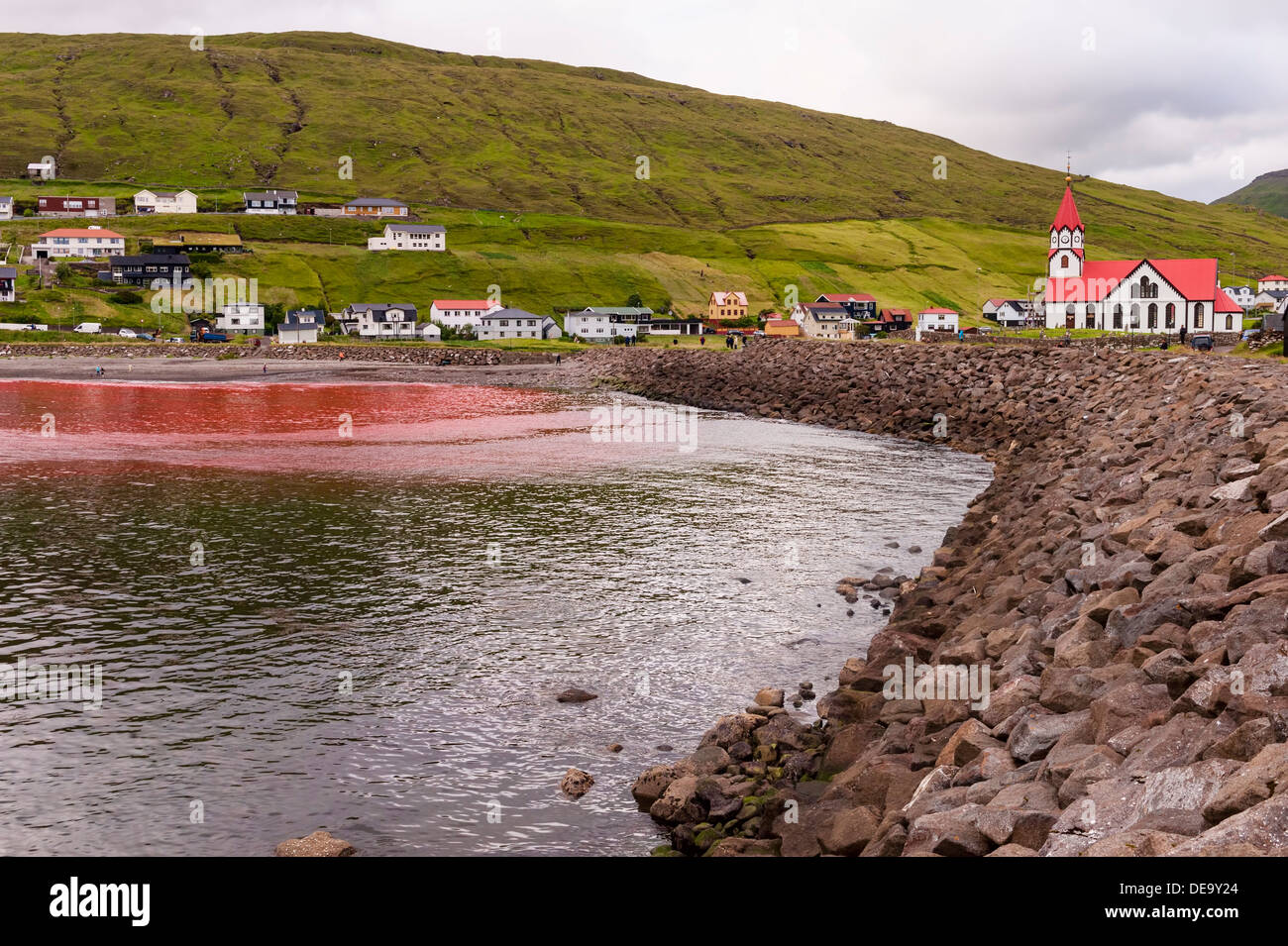 Traditional hunt of pilot whales (Globicephala melas) in Faroe Islands Stock Photo