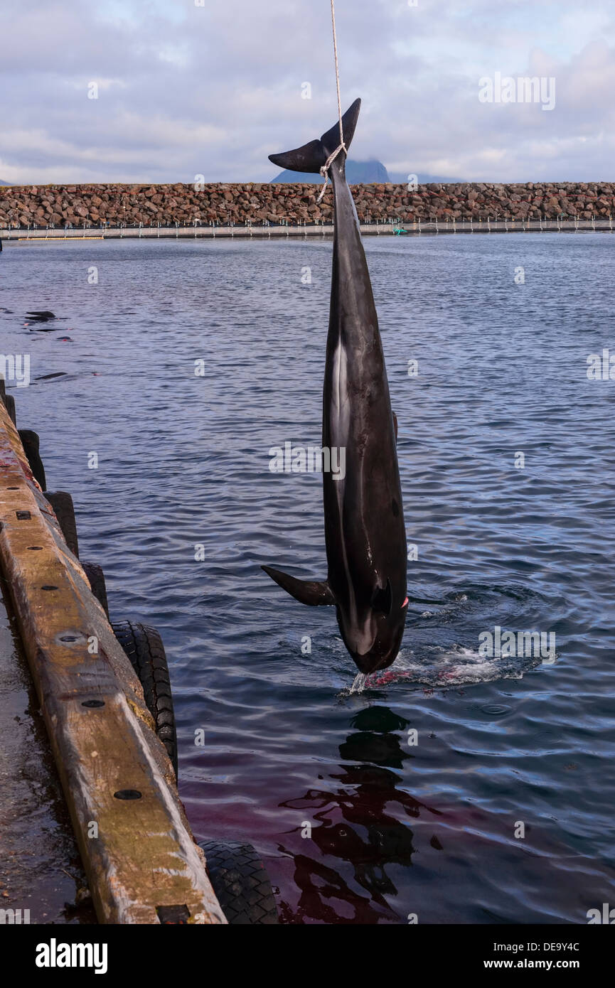 Traditional hunt of pilot whales (Globicephala melas) in Faroe Islands