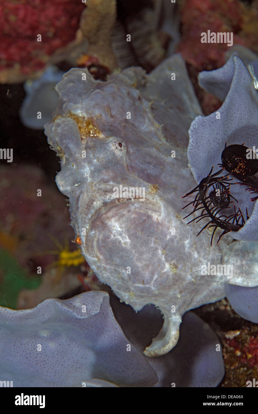 Bluish-white frogfish sits camouflaged on blue sponge in wait for easy prey. Stock Photo