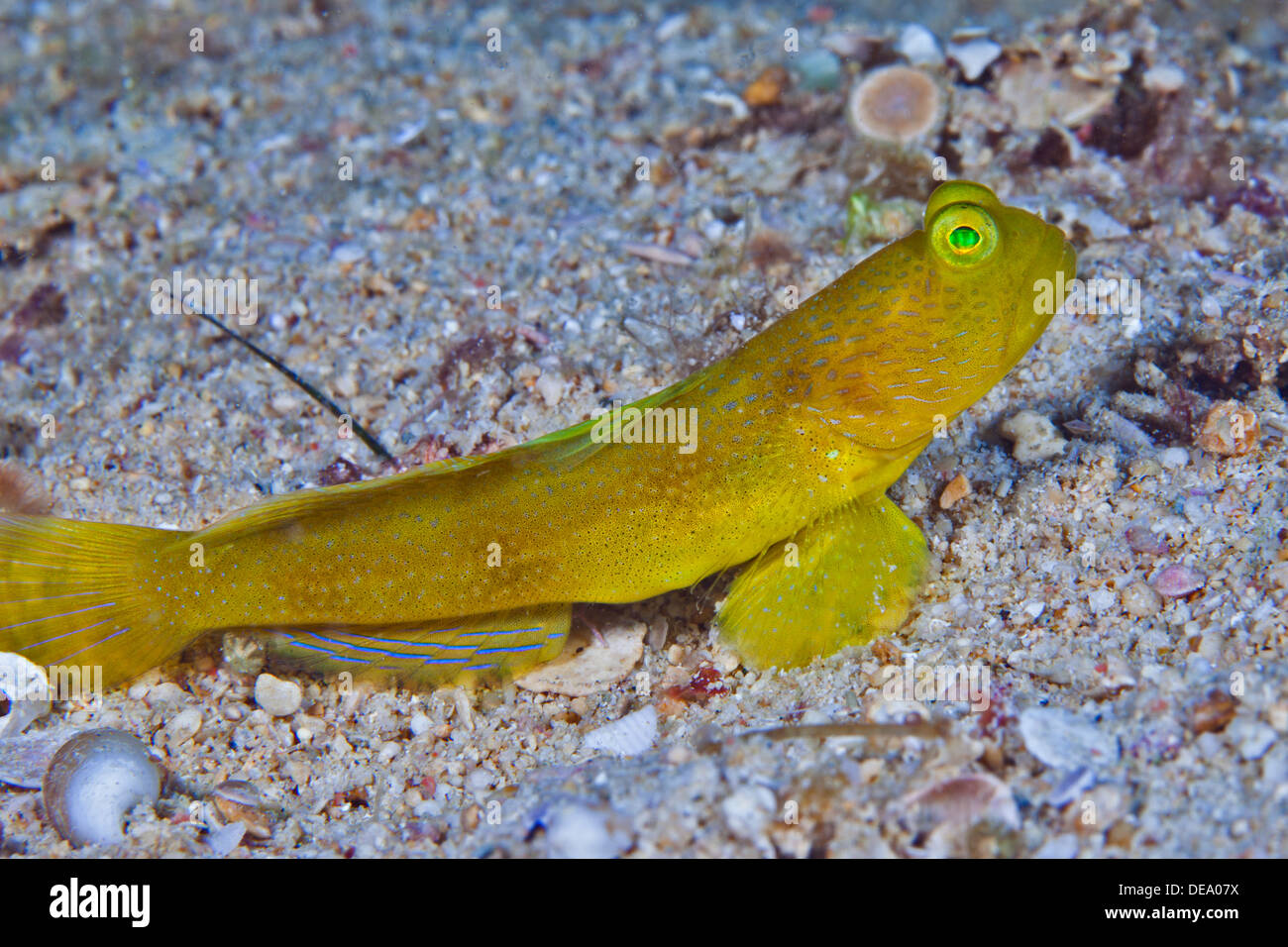 Yellow Prawn Goby lying on white gravel sea floor in profile. Stock Photo