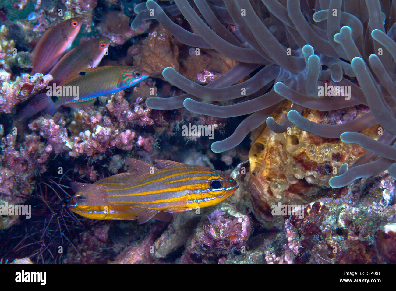 Yellow striped cardinal fish in coral reef. Stock Photo