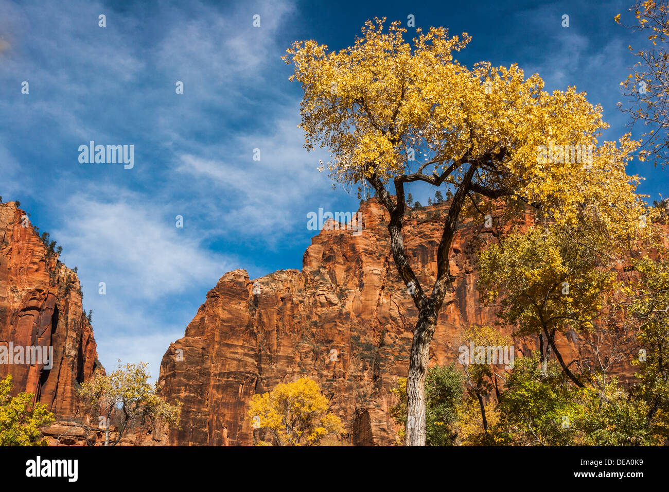 Cottonwood tree with autumn colours in sandstone canyon, Zion National