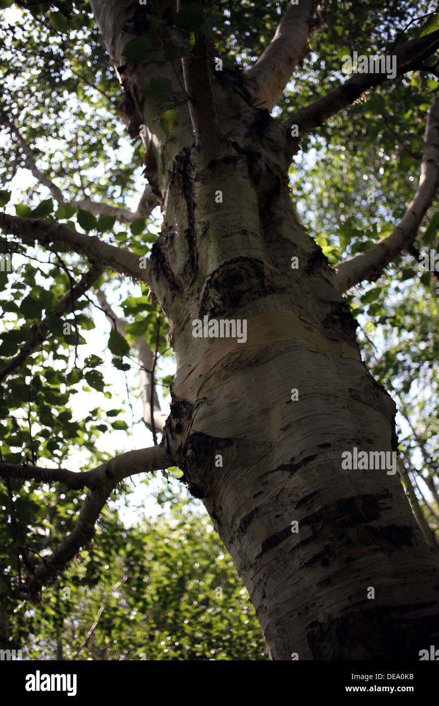 Large tree Botanical garden Durham England UK Stock Photo Alamy