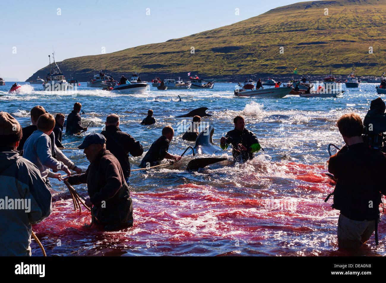 Traditional hunt of pilot whales (Globicephala melas) in Faroe Islands Stock Photo