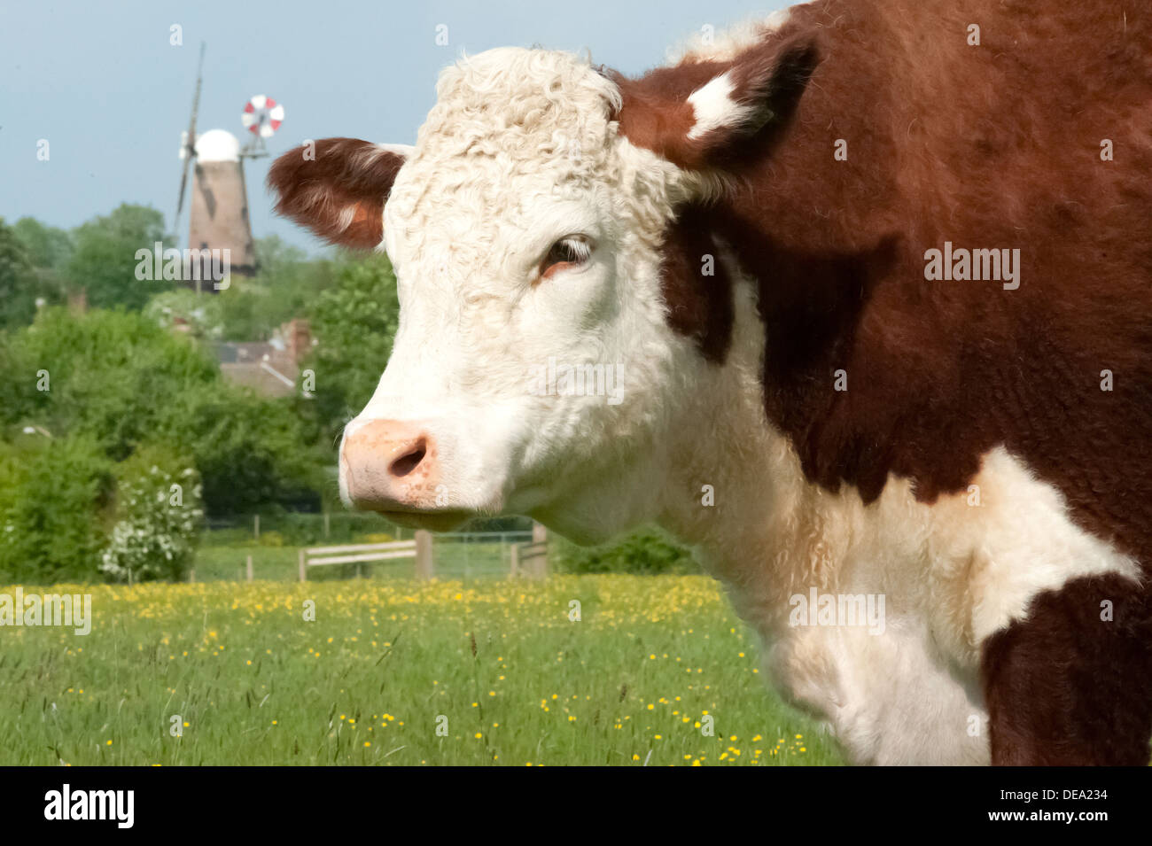 Hereford bull head hi-res stock photography and images - Alamy