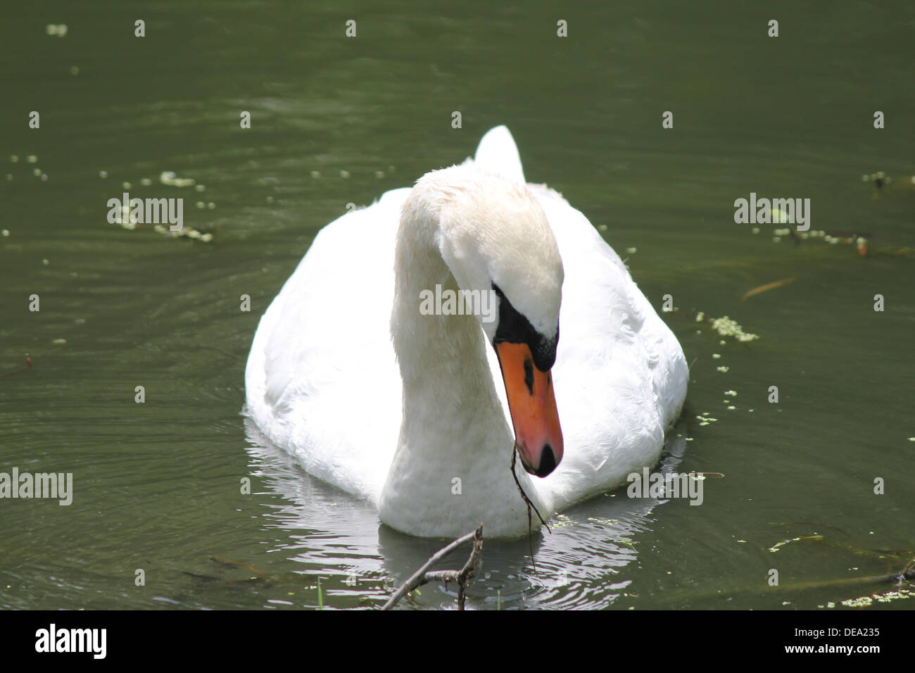Swan leisurely swimming in a small man-made pond Stock Photo - Alamy