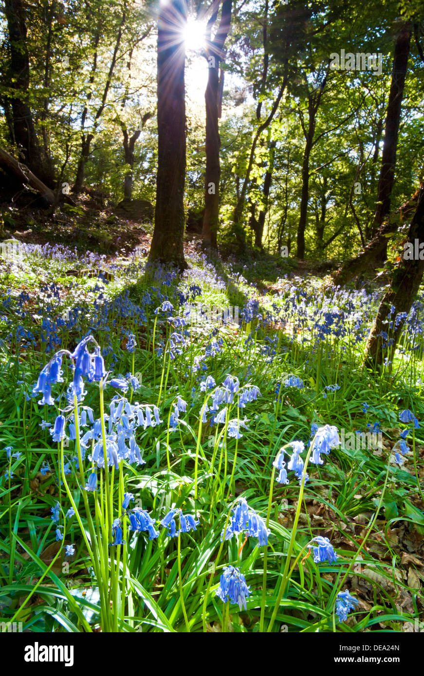 Sunlight and Shadows in a Bluebell Woodland, England, UK Stock Photo