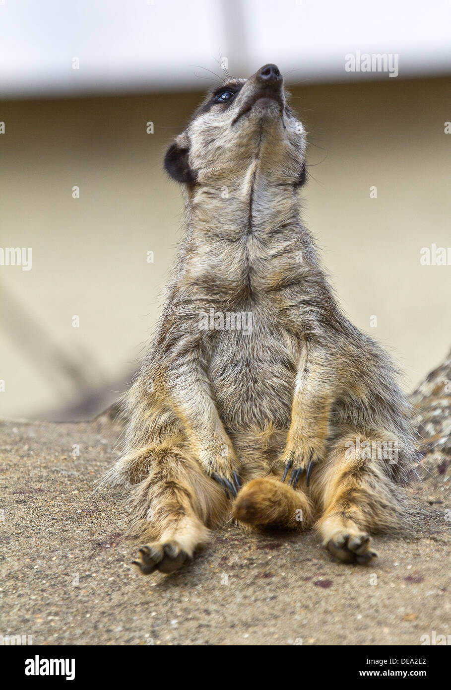 Paradise wildlife park hi-res stock photography and images - Alamy