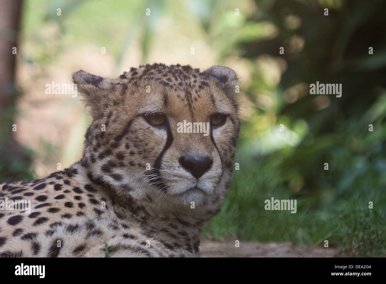 Paradise wildlife park hi-res stock photography and images - Alamy