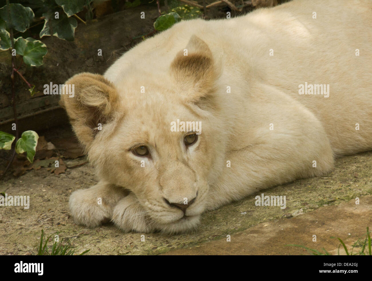 Animals Big Cats White Lion Female Cub Stock Photo