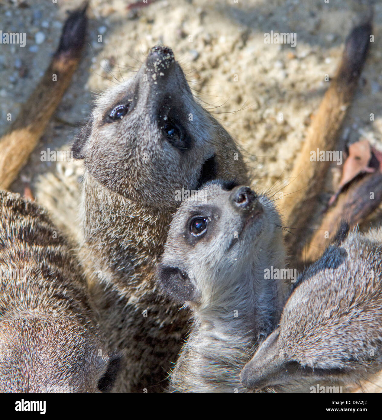 Paradise wildlife park hi-res stock photography and images - Alamy