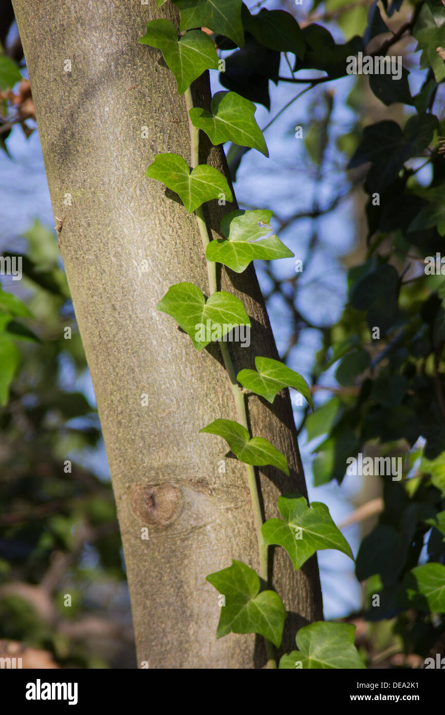 Ivy Tree Climber Stock Photo