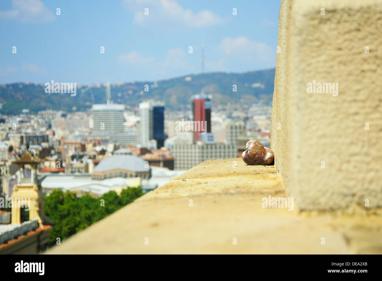 A sleeping pigeon on a wall with a city view behind. Stock Photo