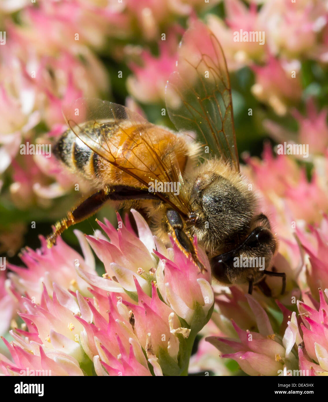 Honey Bee on Sedum flower Stock Photo Alamy