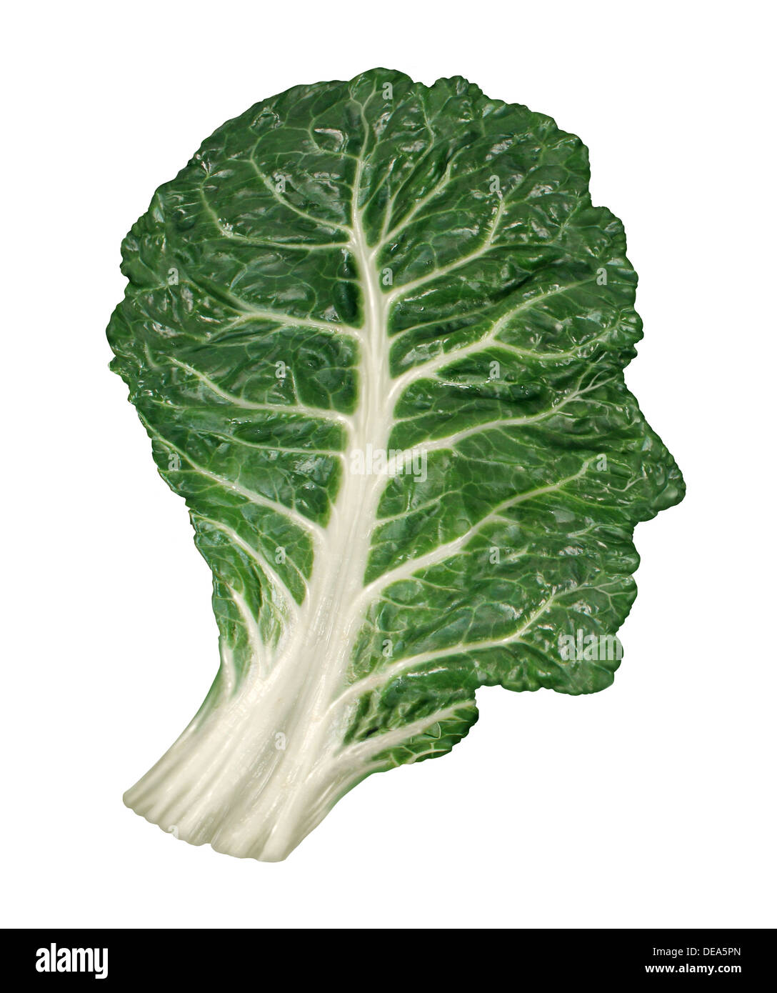 Human healthy diet concept with a dark green leafy kale or collard leaf in the shape of a head as a symbol of fresh vegetable eating and intelligent dieting using farm fresh natural organic produce from the local market. Stock Photo