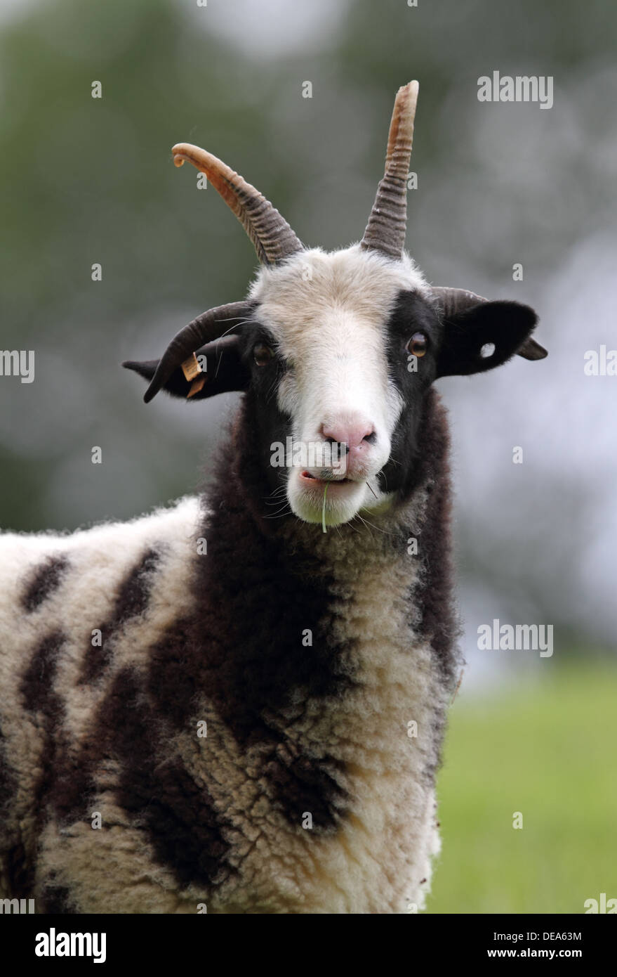 Jacob Sheep portrait Stock Photo