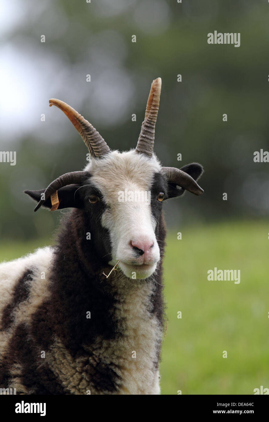 Jacob Sheep portrait. A rare breed variety of sheep. Stock Photo