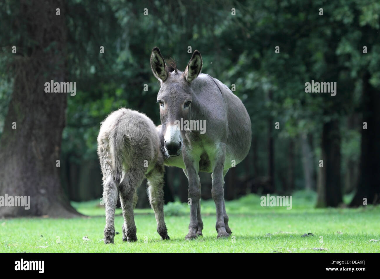 Donkey suckles its young, Germany Stock Photo