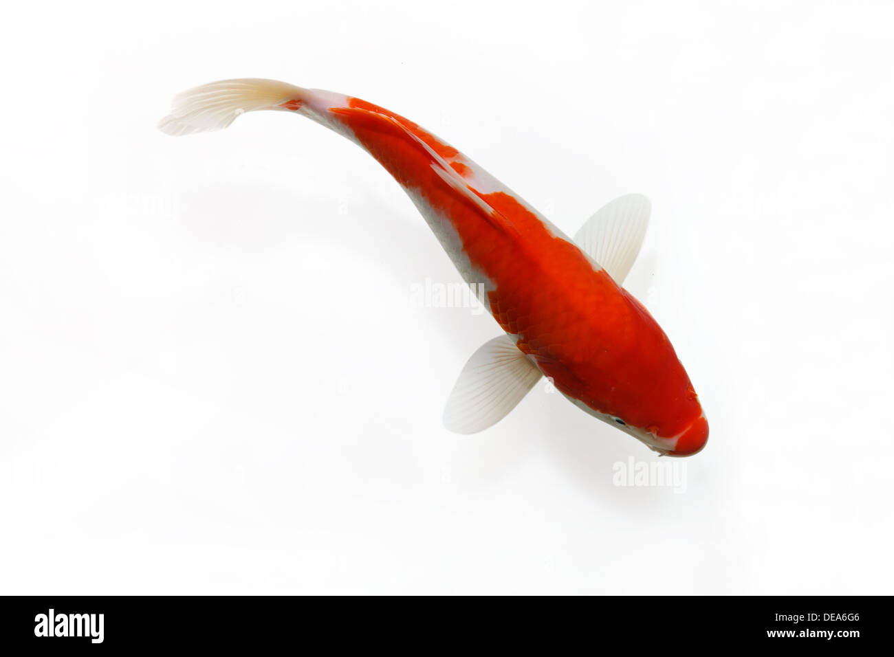 Close-up of fish Stock Photo - Alamy