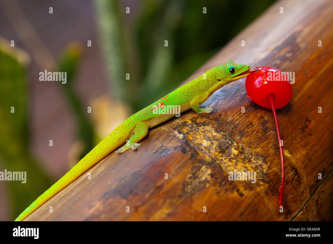A bright gold dust day gecko (Phelsuma laticauda) feeds on a cherry while sitting on a piece of bamboo. Stock Photo