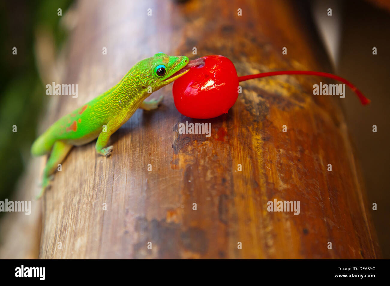A bright gold dust day gecko (Phelsuma laticauda) feeds on a cherry while sitting on a piece of bamboo. Stock Photo