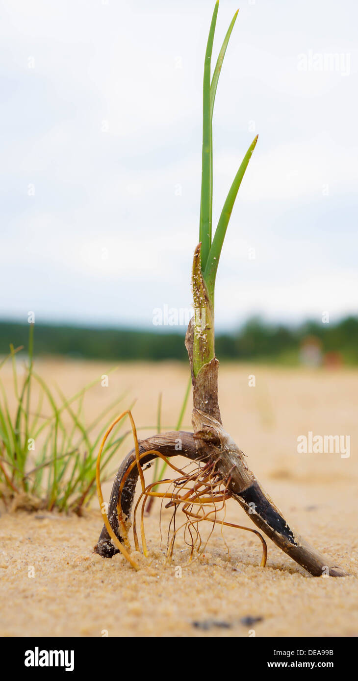 Roots of a Blade of Grass Growing Out of the Sand Stock Photo - Alamy