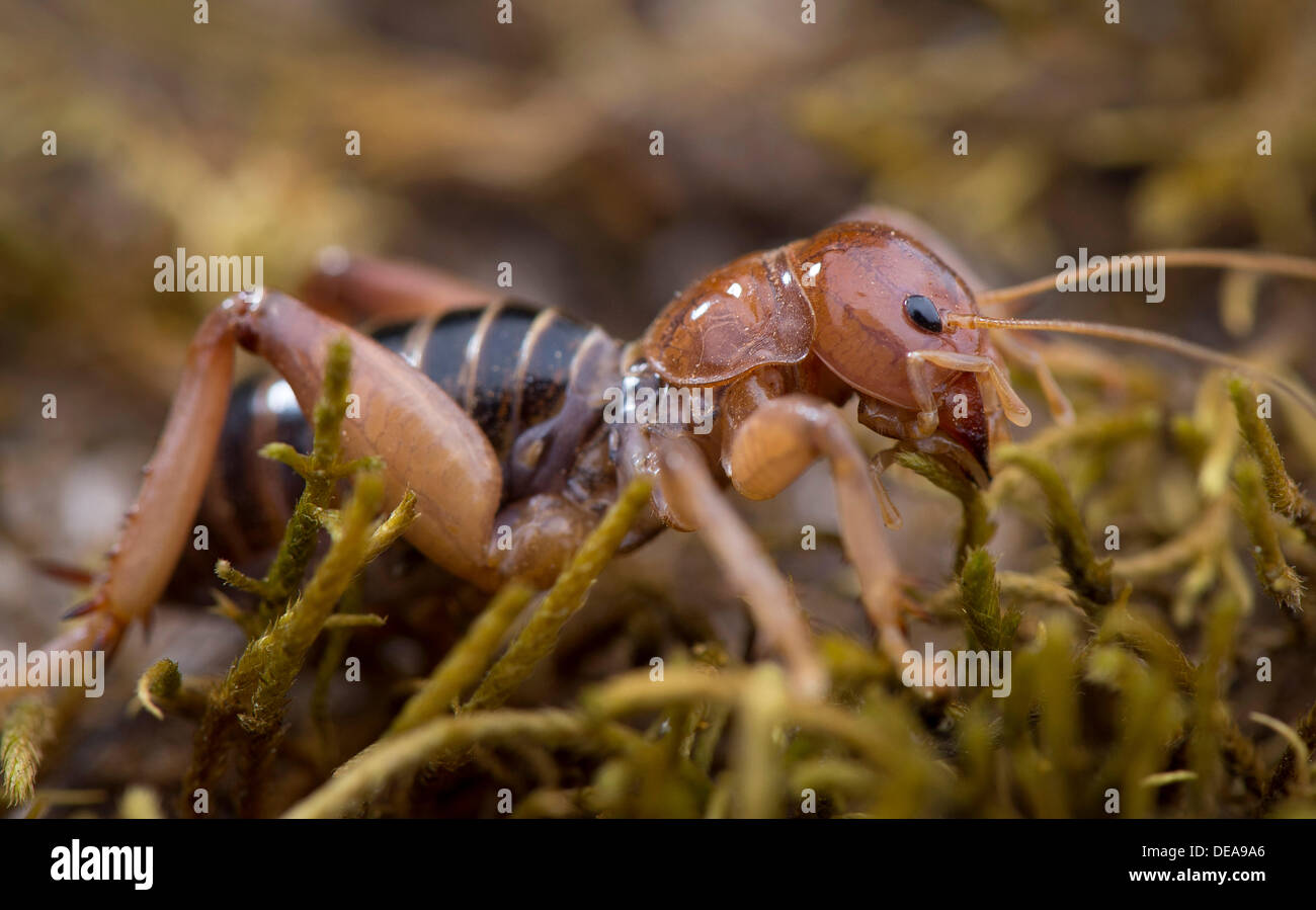 Sept. 14, 2013 - Roseburg, Oregon, U.S - A Jerusalem cricket climb over