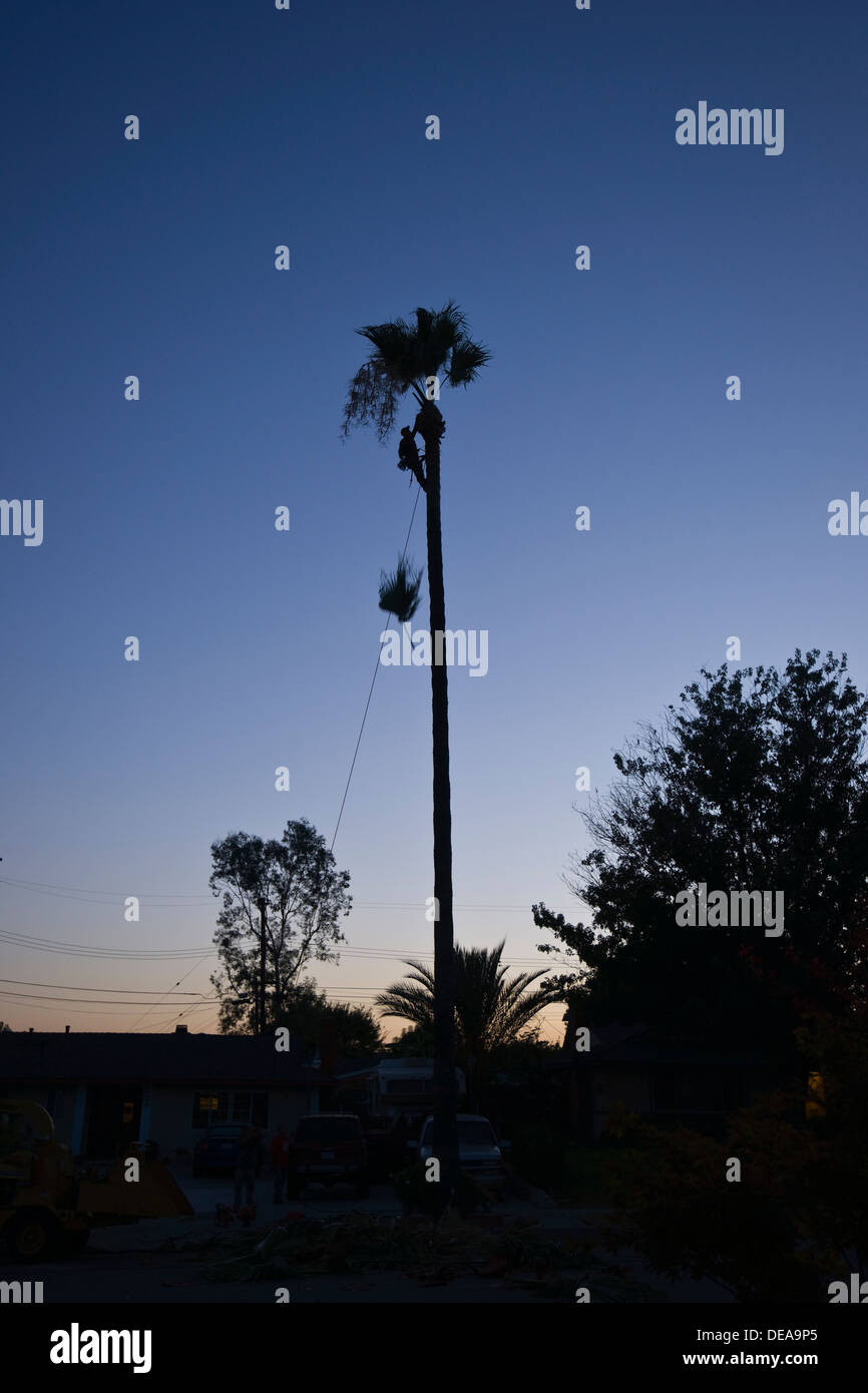 Man Climbing Palm Tree High Resolution Stock Photography and Images - Alamy