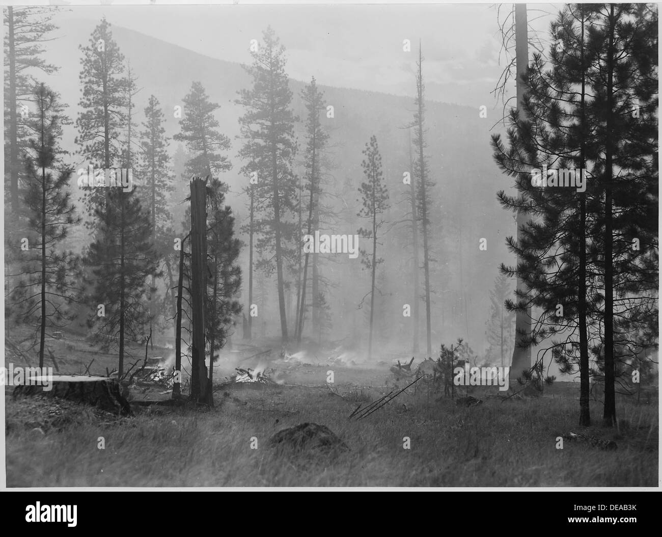Falling Slashes The burning of hand-piled slash in the fall of 1941, part of forest ...