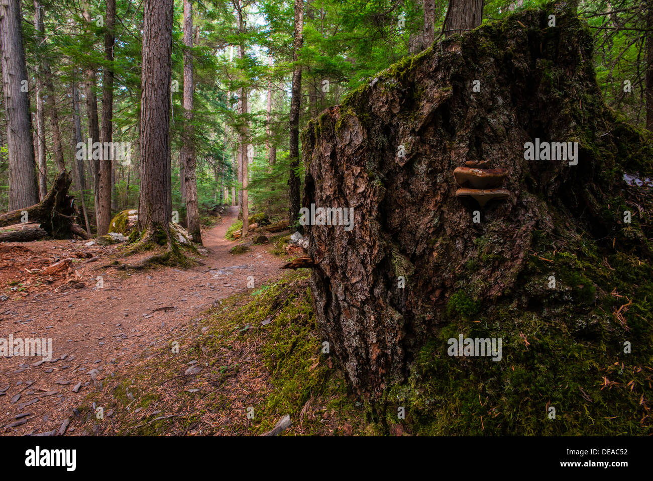 A trail leading deep into a lush green forest, with fungi growing on a stump in the foreground. Stock Photo