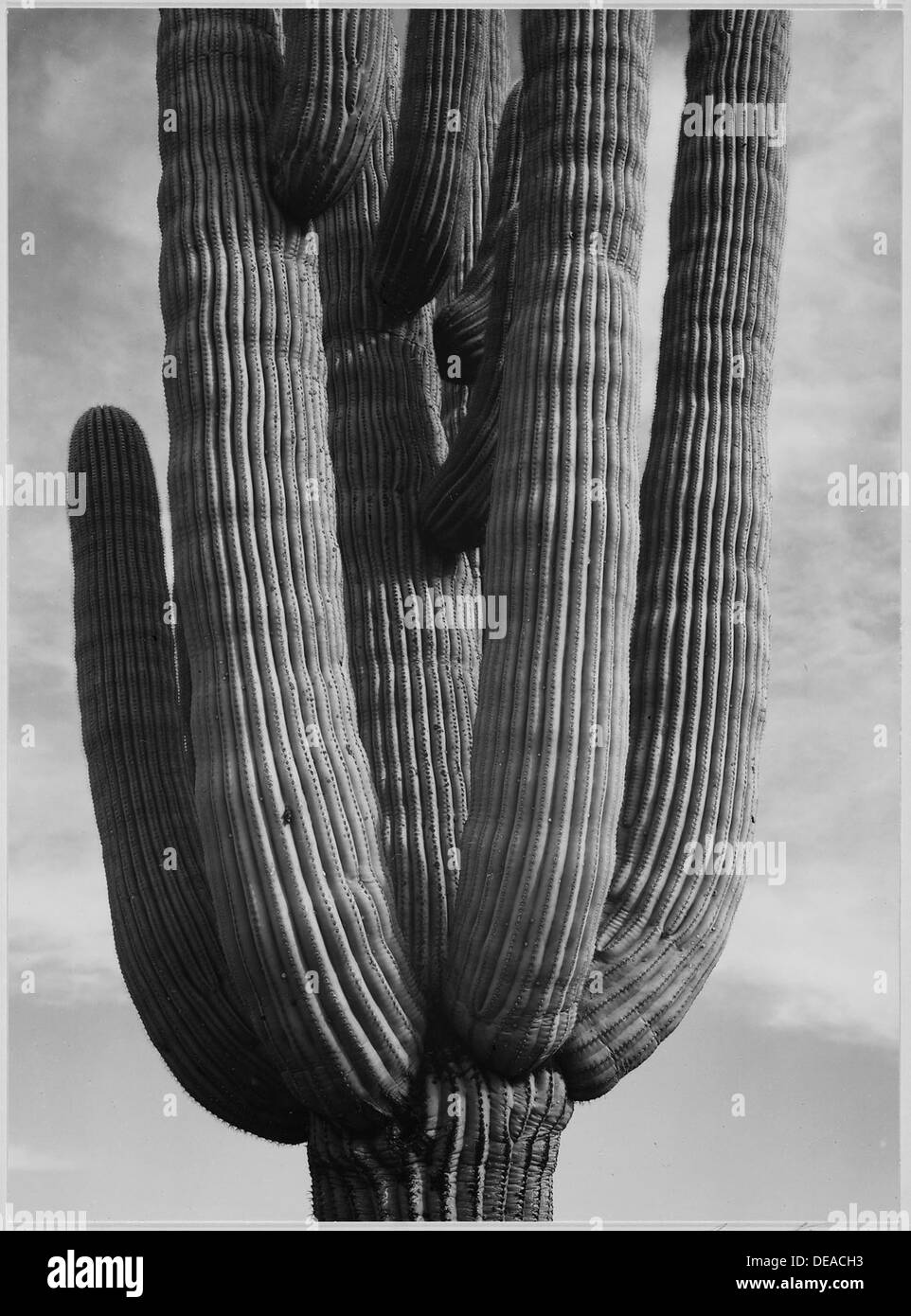 Detail of cactus Saguaros, Saguro National Monument, Arizona. (Vertical Orientation), 1933 - 1942 519974 Stock Photo