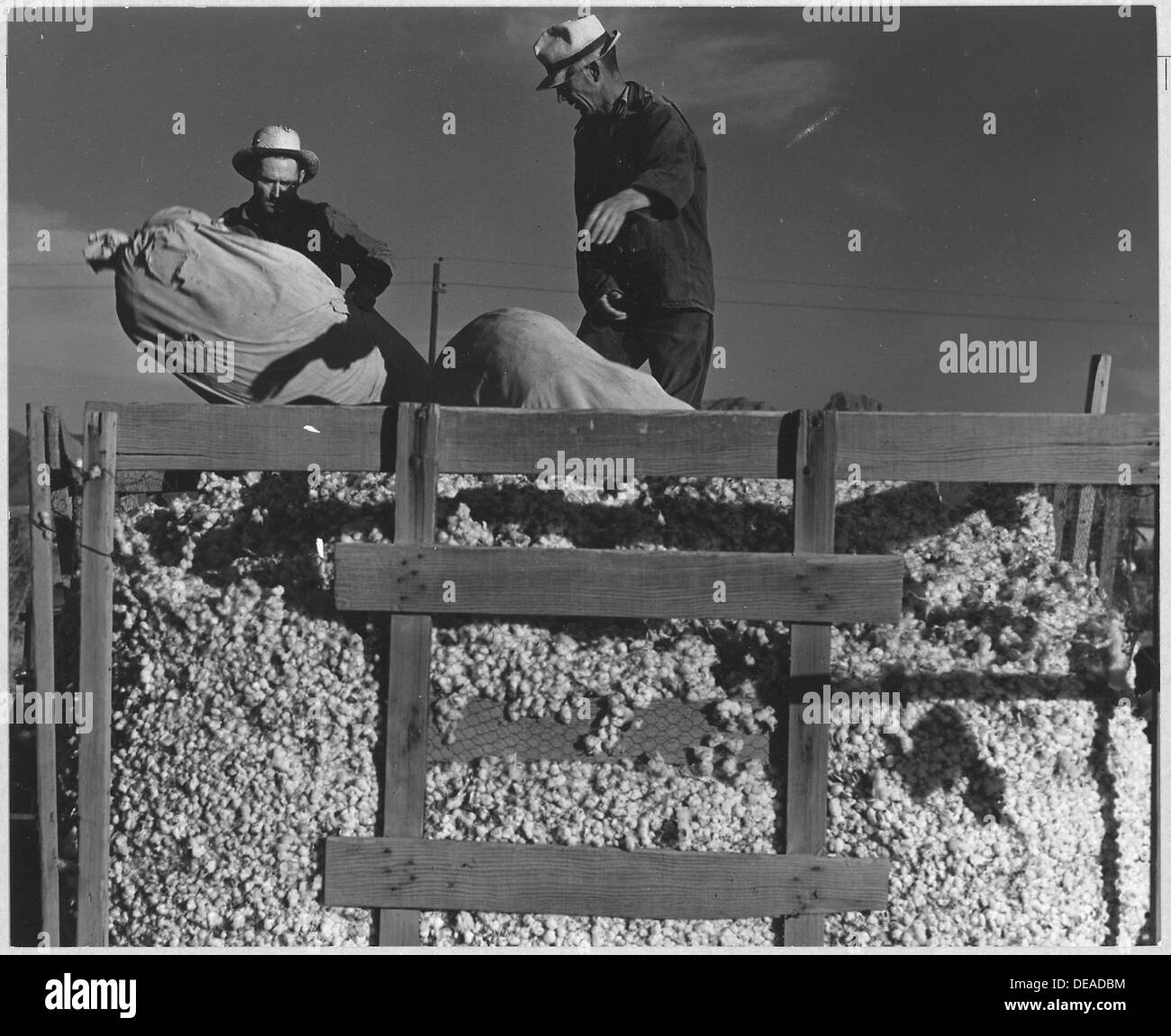 Eloy District, Pinal County, Arizona. Migratory cotton pickers dump their sacks into the field wagon . . . 5250 Stock Photo