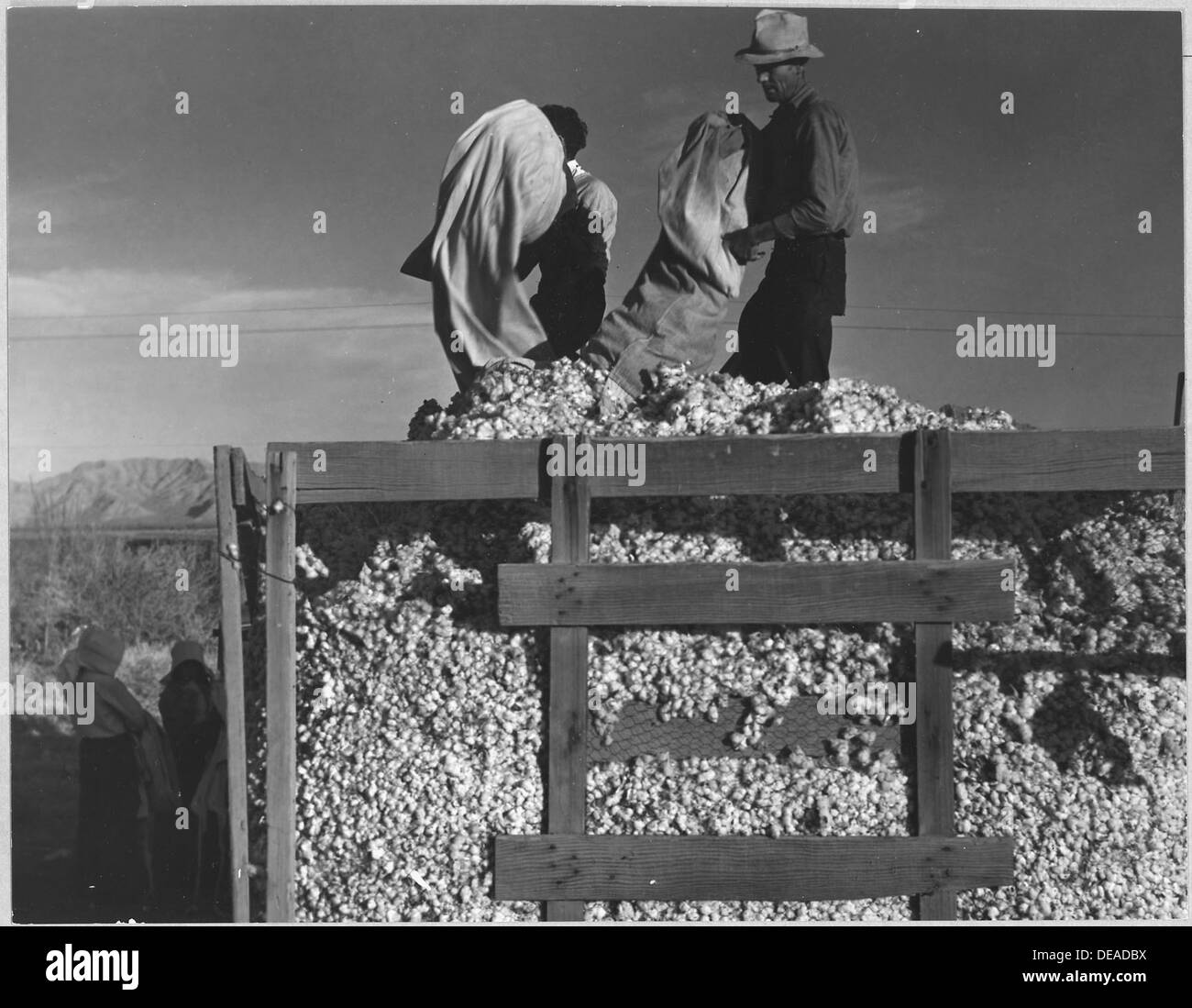 Eloy District, Pinal County, Arizona. Migratory cotton pickers dump their sacks into the field wagon . . . 5254 Stock Photo