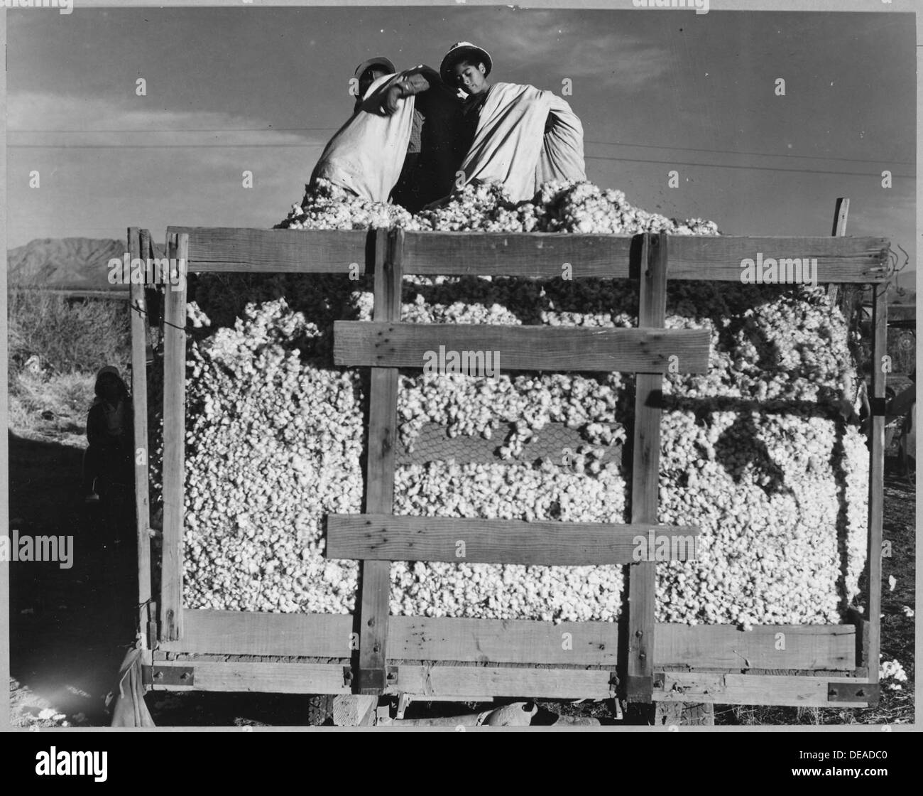 Eloy District, Pinal County, Arizona. Migratory cotton pickers dump their sacks into the field wagon . . . 5255 Stock Photo