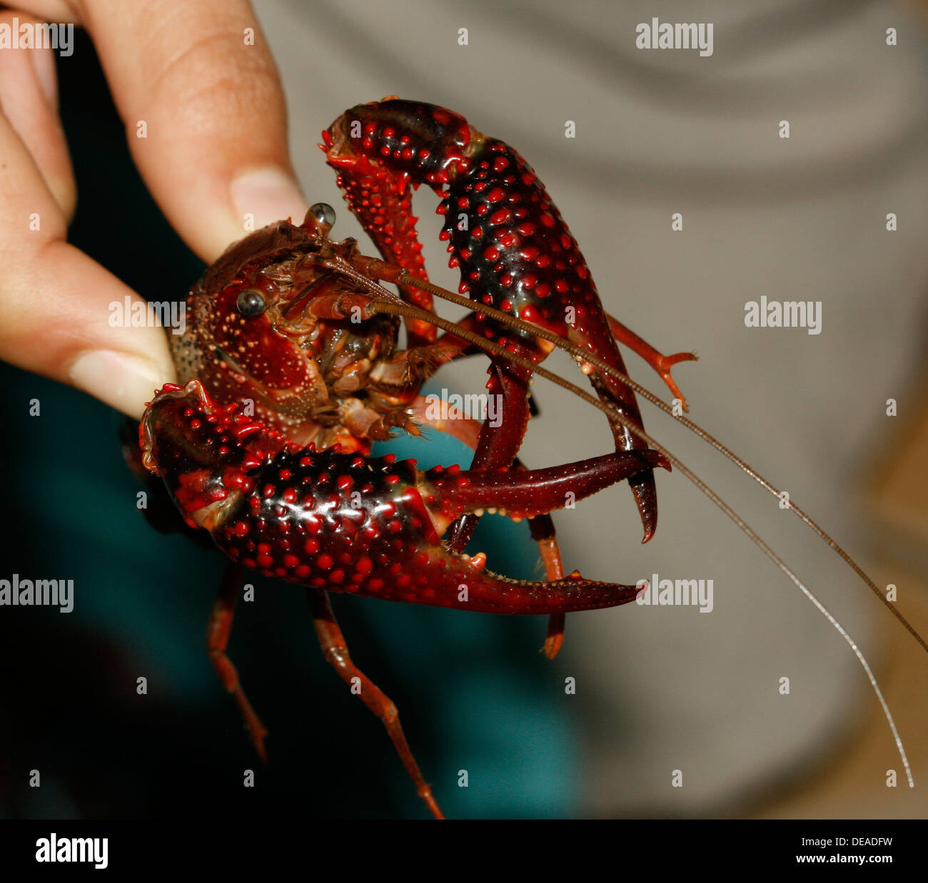 Louisiana Red Swamp Crayfish (Procambarus clarkii, P. Clarkii). Uganda Stock Photo
