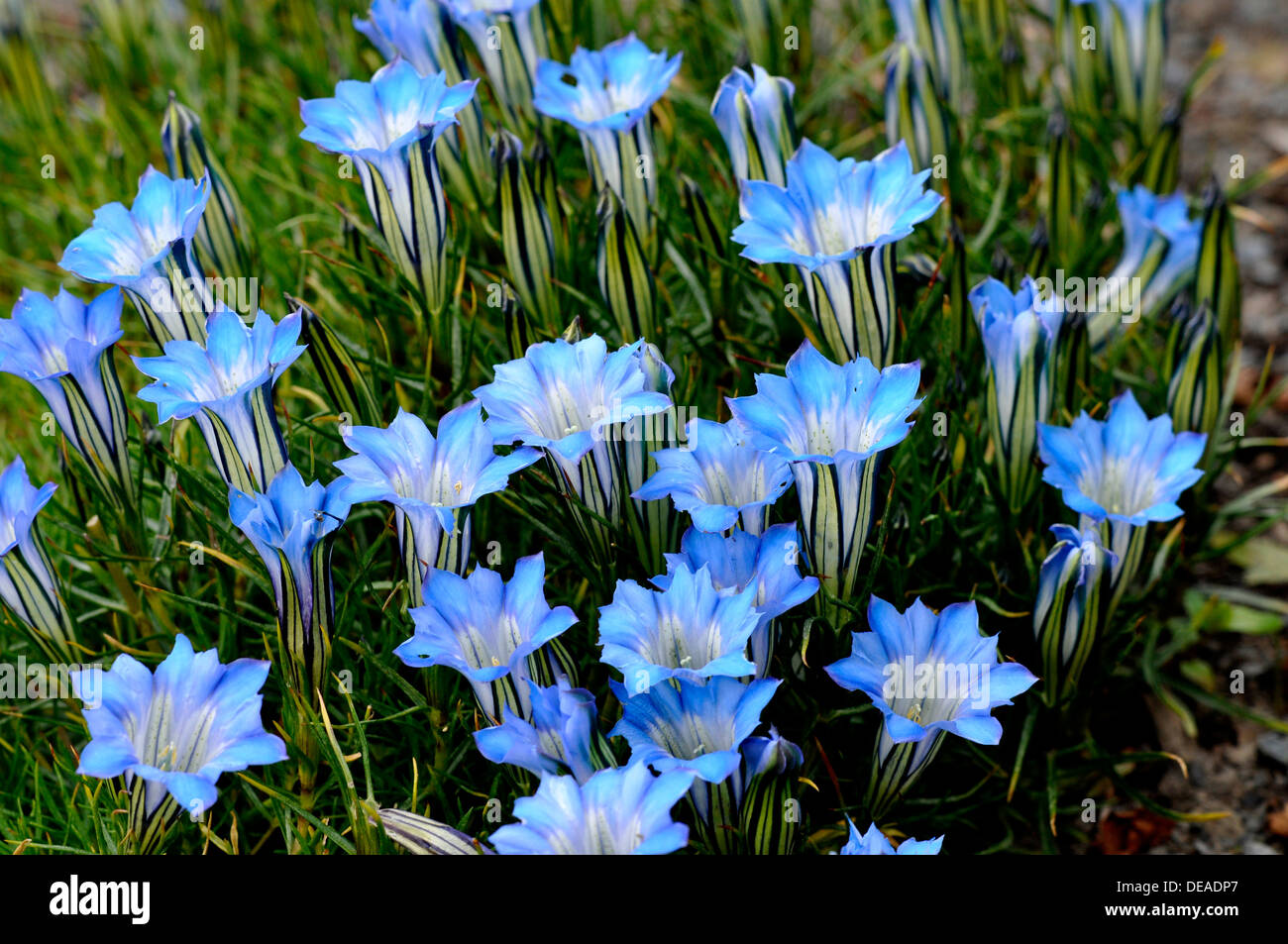 The bright blue flowers of Gentiana sino-ornata Stock Photo