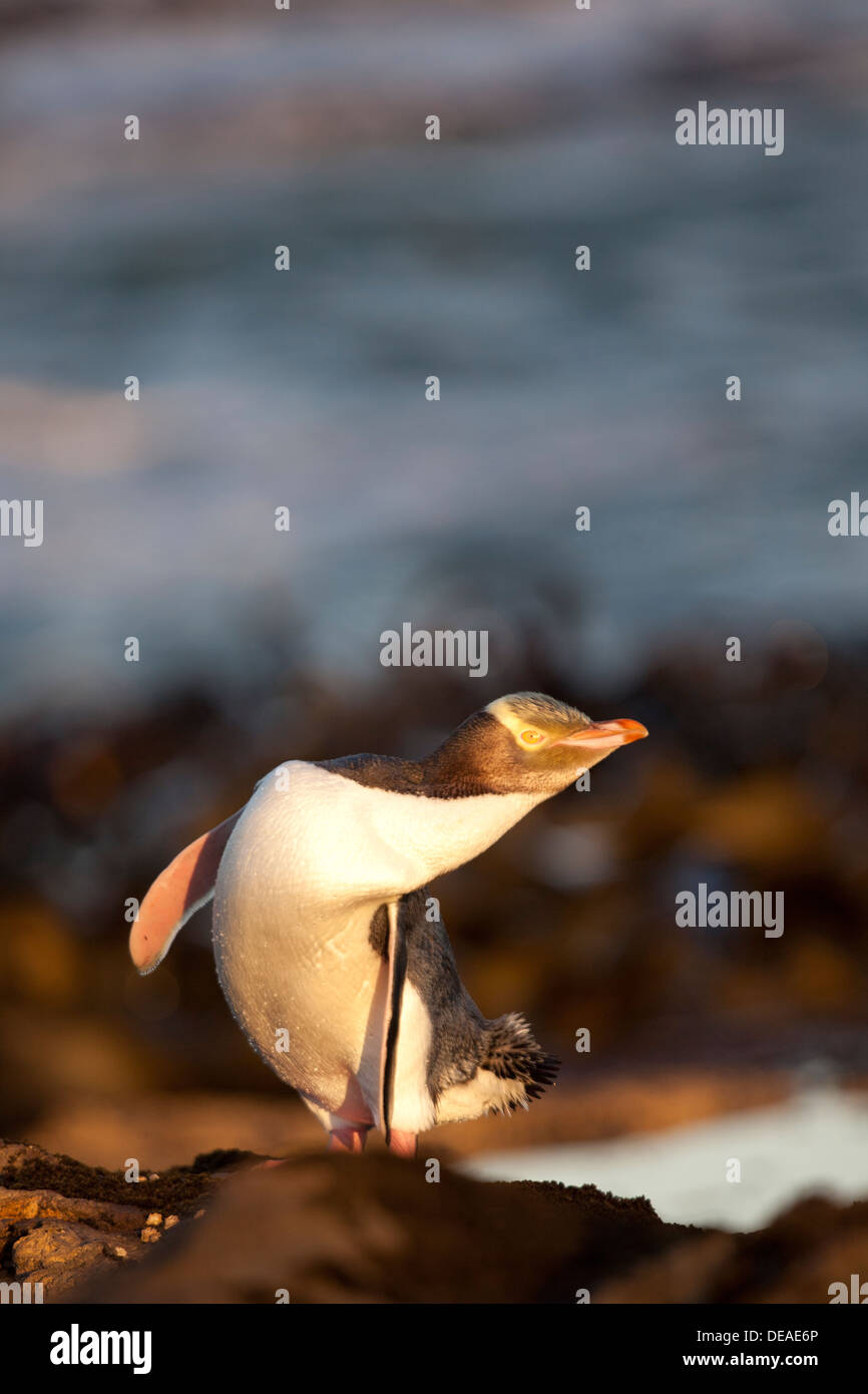 Yellow-eyed Penguin - Megadyptes antipodes - or Hoiho, Curio bay, South Island, New Zealand Stock Photo