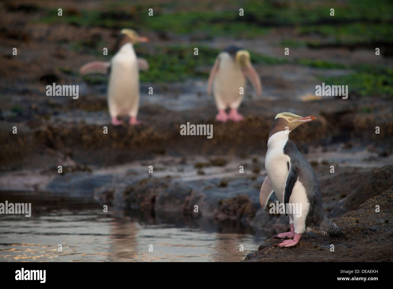 Yellow-eyed Penguin - Megadyptes antipodes - or Hoiho, Curio bay, South Island, New Zealand Stock Photo