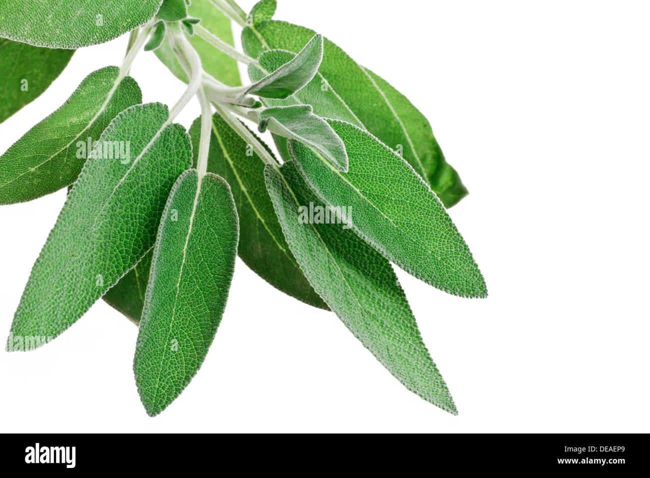 bunch of sage isolated on white background Stock Photo