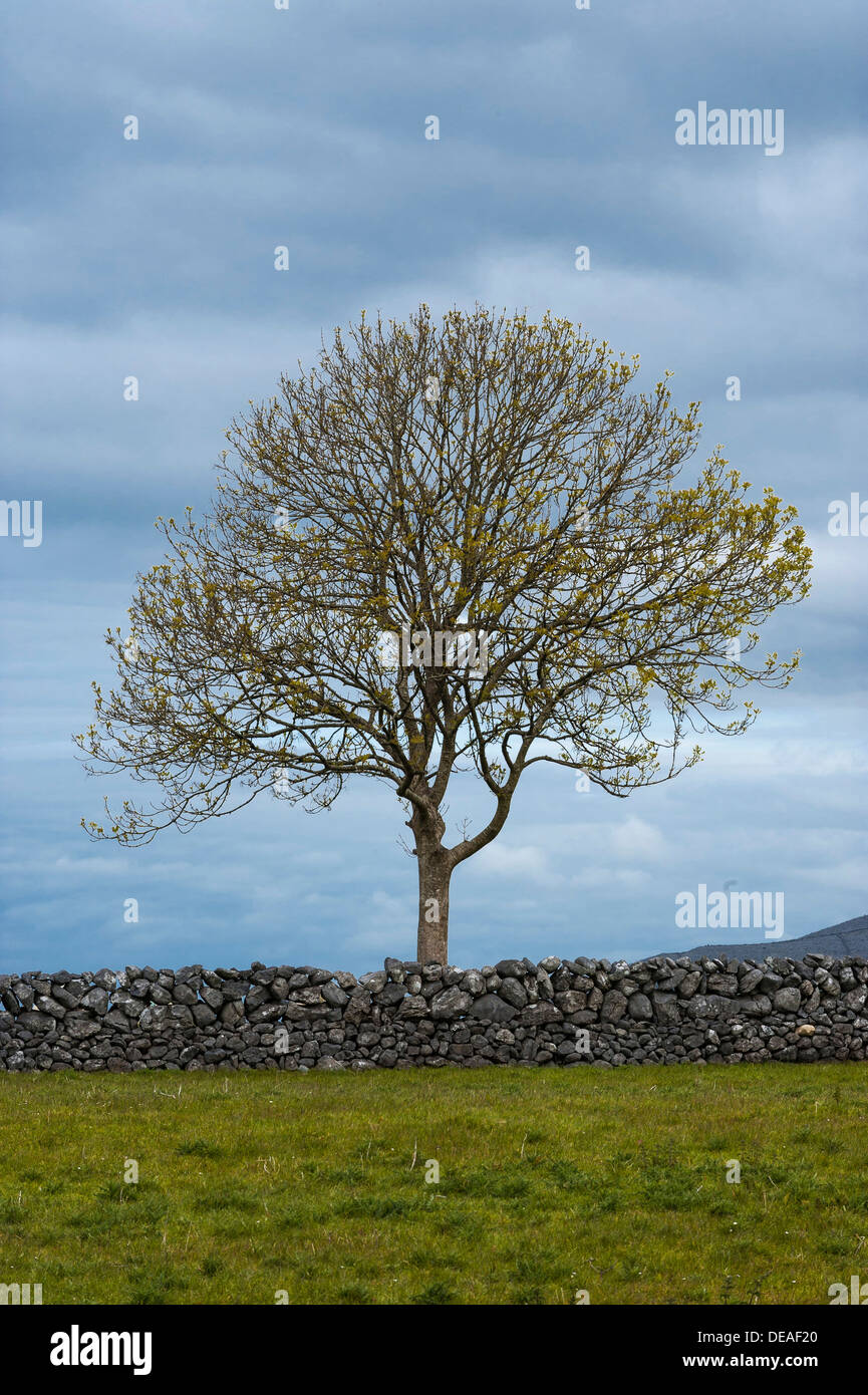 Solitary tree with a stone wall, County Clare, Republic of Ireland, Europe Stock Photo