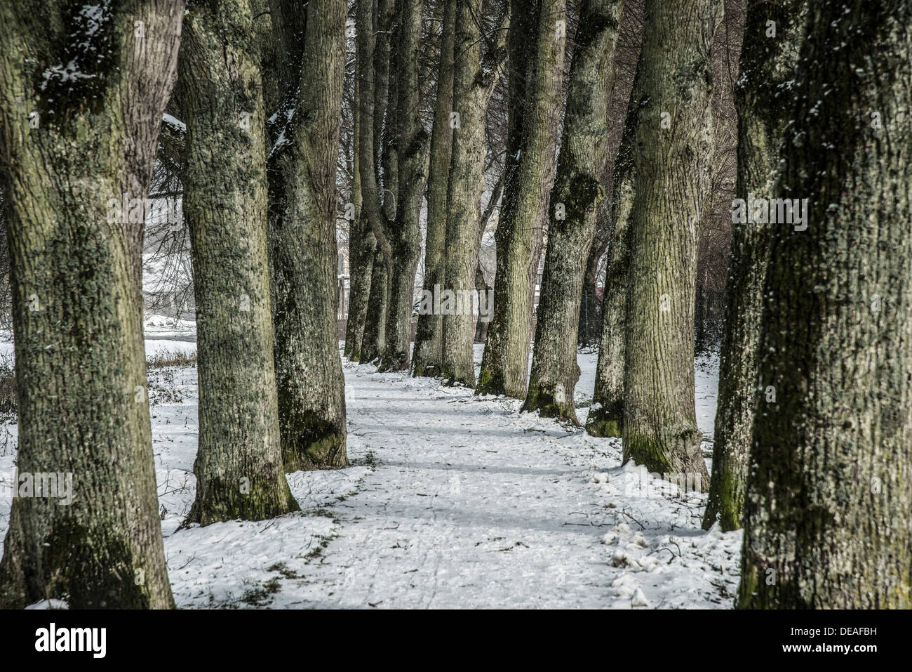 A tree-lined road in winter, Pappenheim, Middle Franconia, Bavaria, Germany Stock Photo