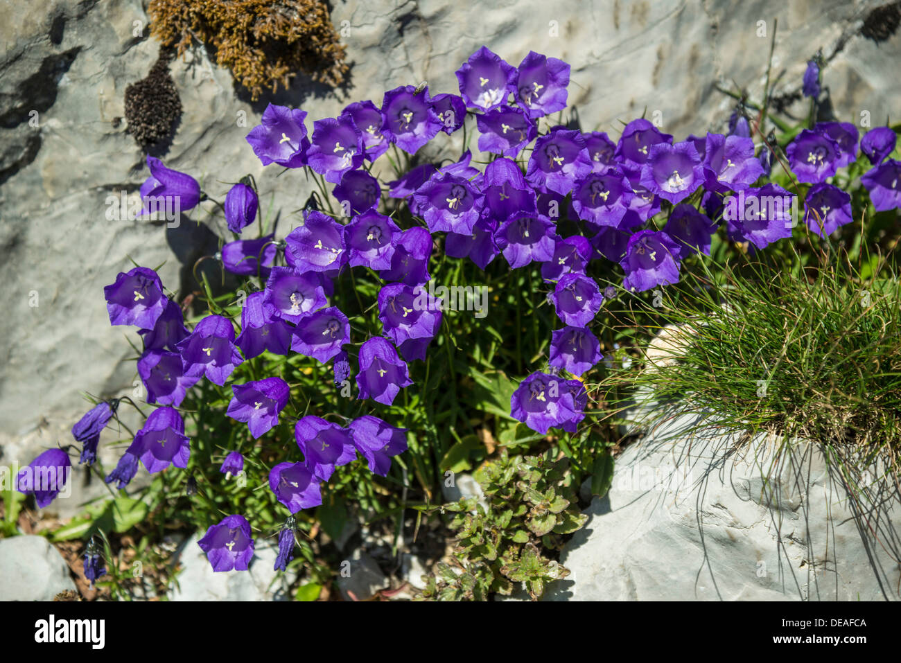 Bellflowers (Campanula sp.), Saentis, Urnäsch, Canton of Appenzell Ausserrhoden, Switzerland Stock Photo