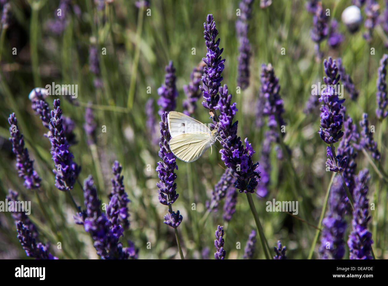 Clouded Apollo (Parnassius mnemosyne), butterfly on a lavender flower, Provence, Gréoux-les-Bains Stock Photo